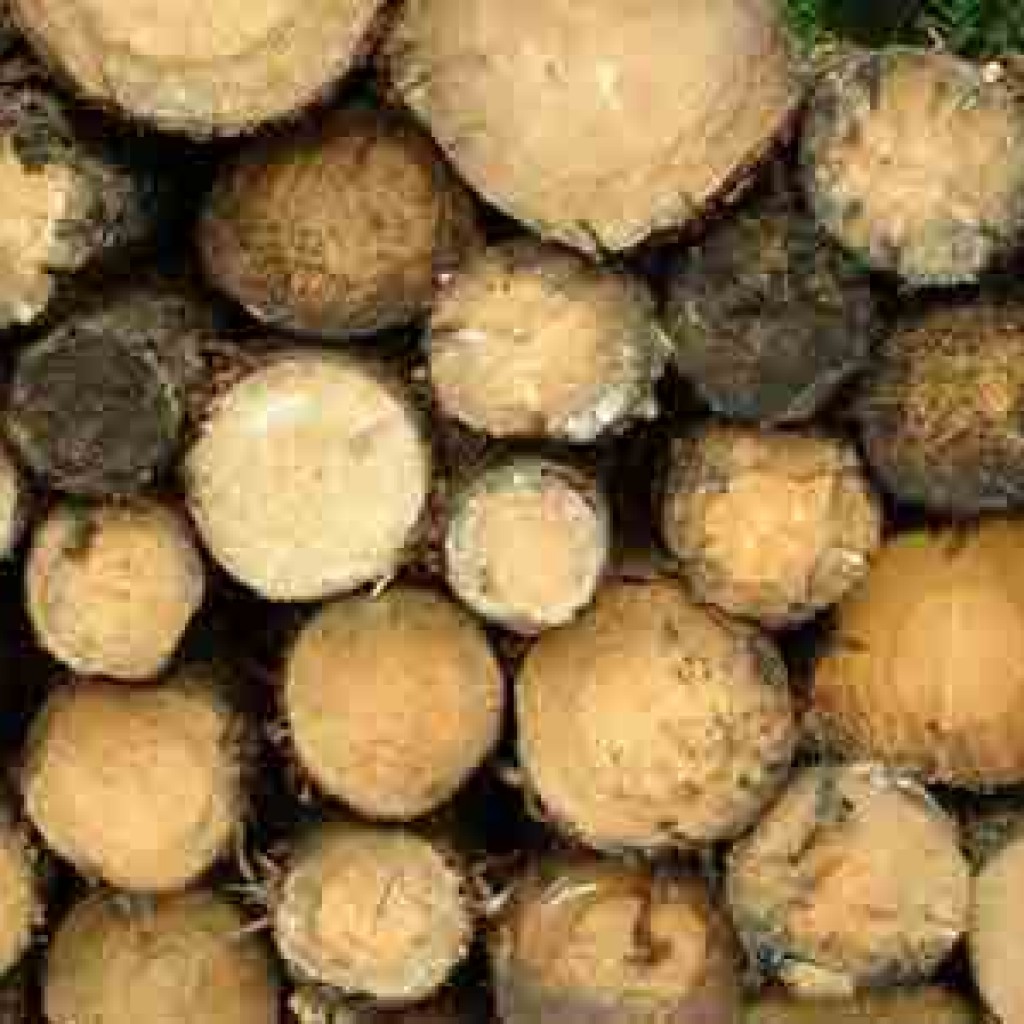 What Is Untreated Lumber at Debra Harrison blog